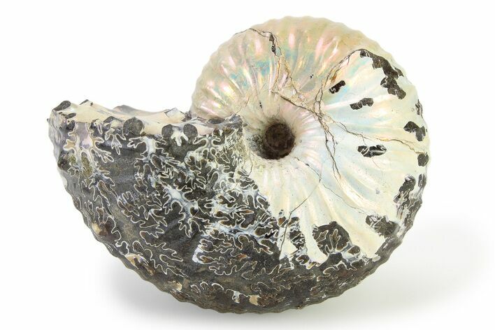 Iridescent Ammonite (Hoploscaphites) Fossil - Montana #316565